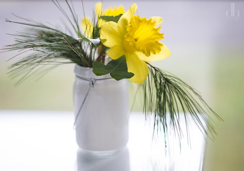 Daffodils and evergreens. BY DENY HOWETH